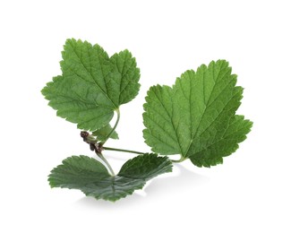 Green leaves of red currant isolated on white