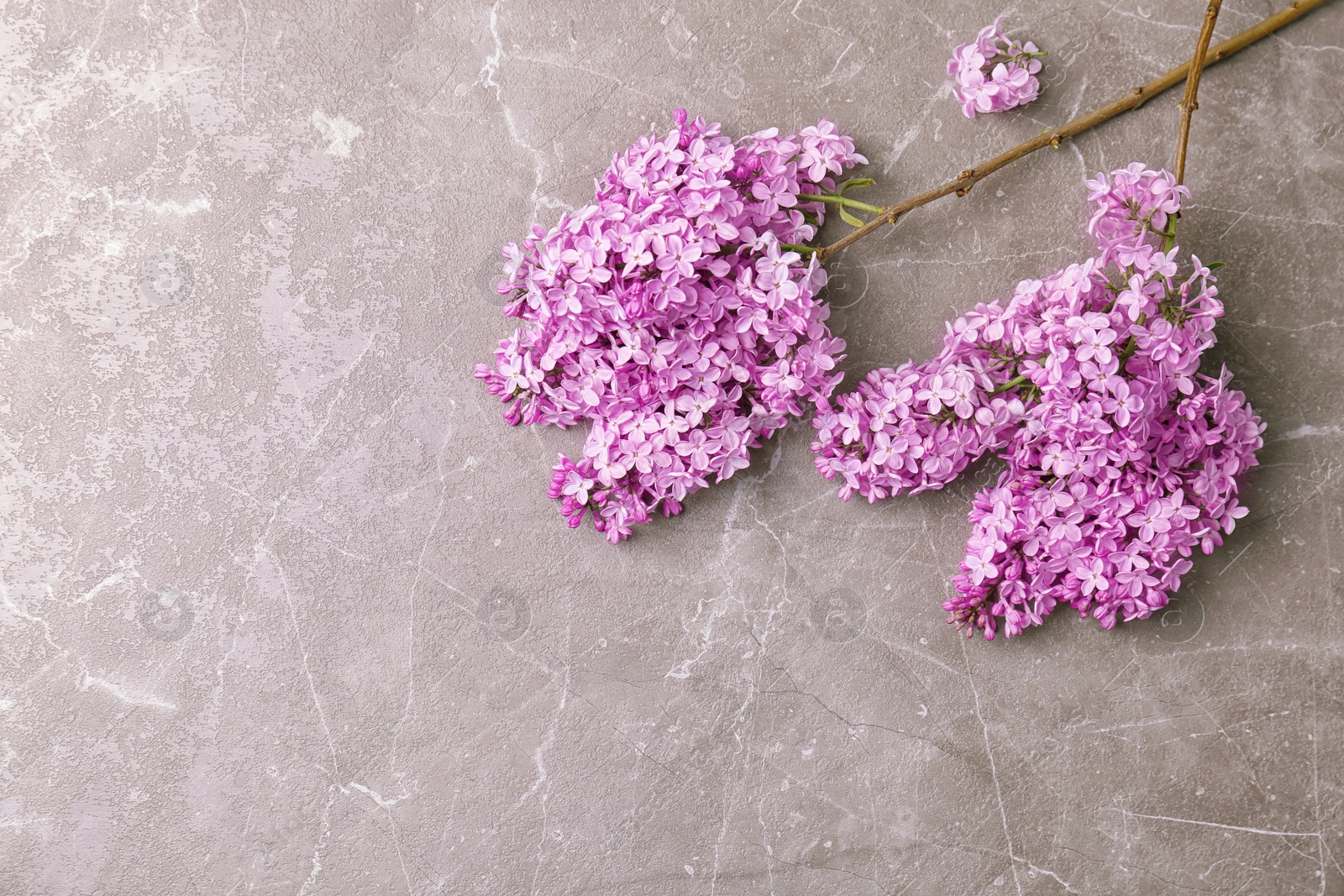Photo of Blossoming lilac on grey background, top view. Spring flowers