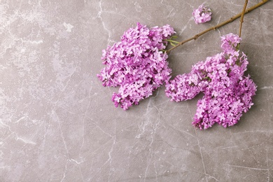 Blossoming lilac on grey background, top view. Spring flowers