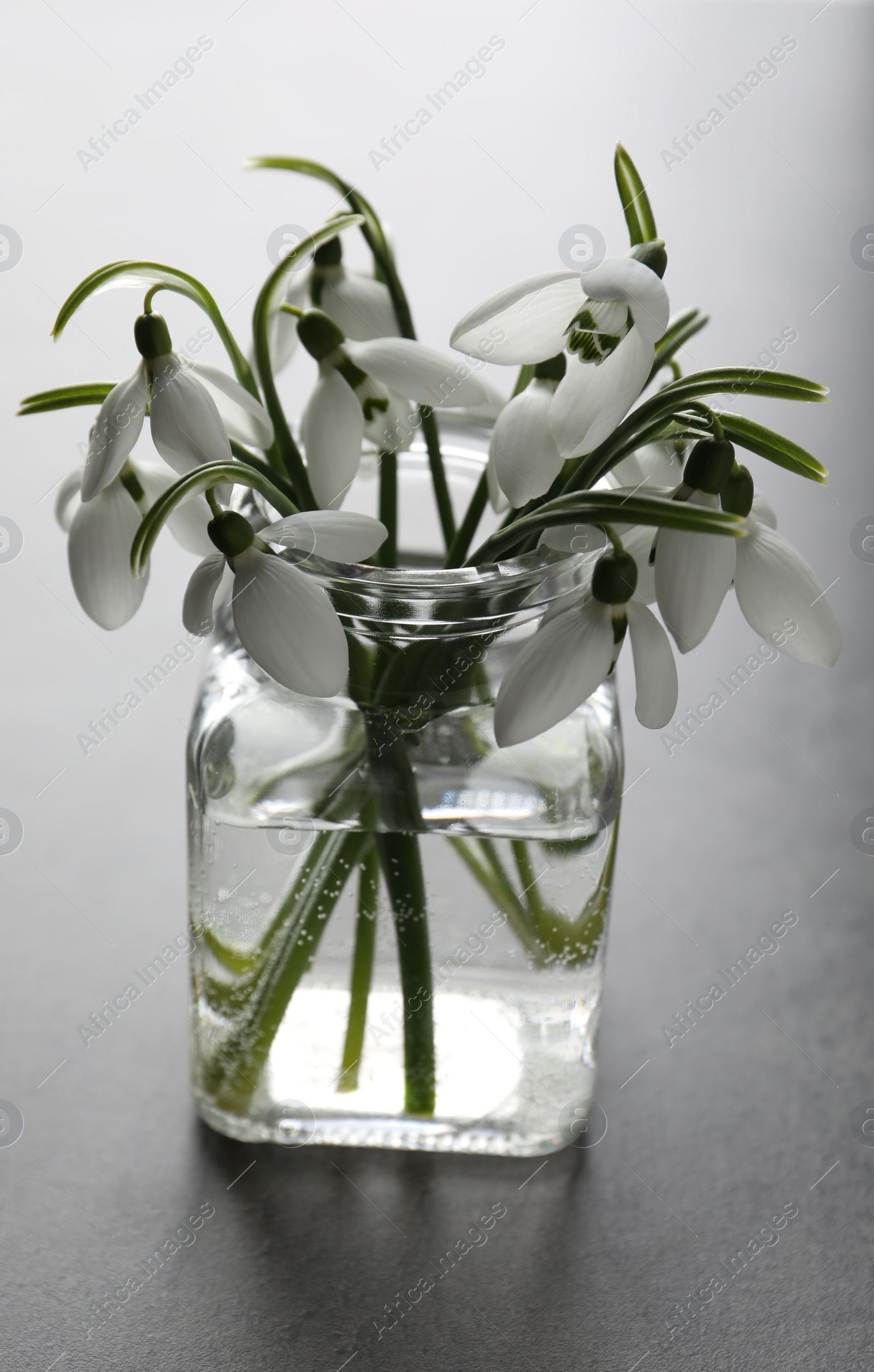 Photo of Beautiful snowdrop flowers in glass jar on grey table
