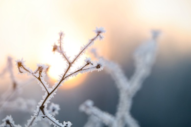 Photo of Dry plant covered with hoarfrost outdoors on winter morning, closeup. Space for text