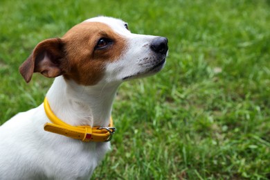 Photo of Beautiful Jack Russell Terrier in yellow dog collar outdoors. Space for text