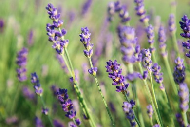 Beautiful blooming lavender growing in field, closeup. Space for text