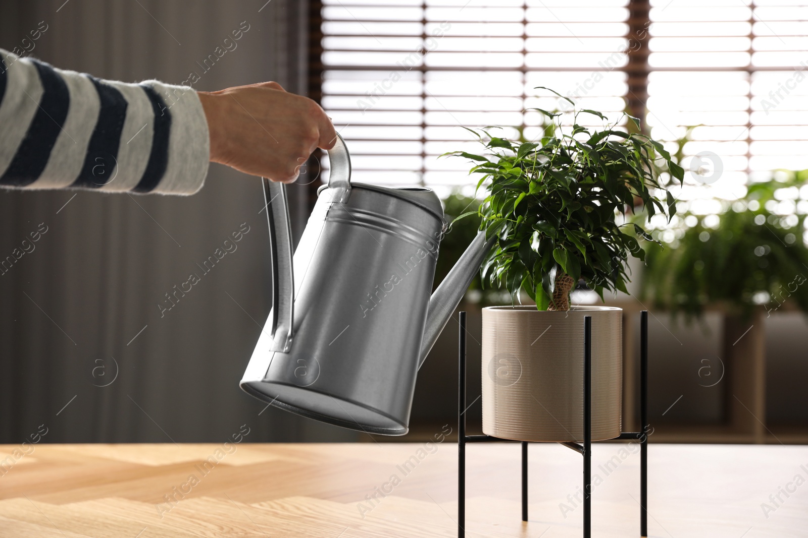 Photo of Woman watering Ficus benjamina indoors, closeup. Home plant