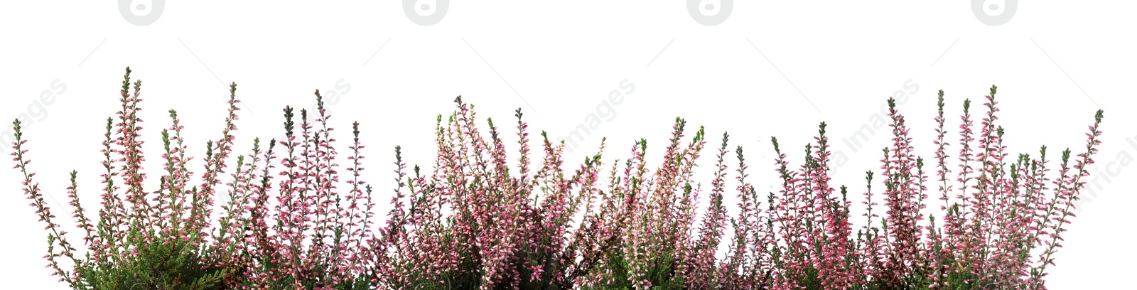 Image of Heather with beautiful flowers on white background. Banner design