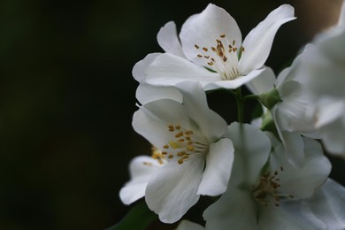 Closeup view of beautiful blooming white jasmine shrub outdoors. Space for text