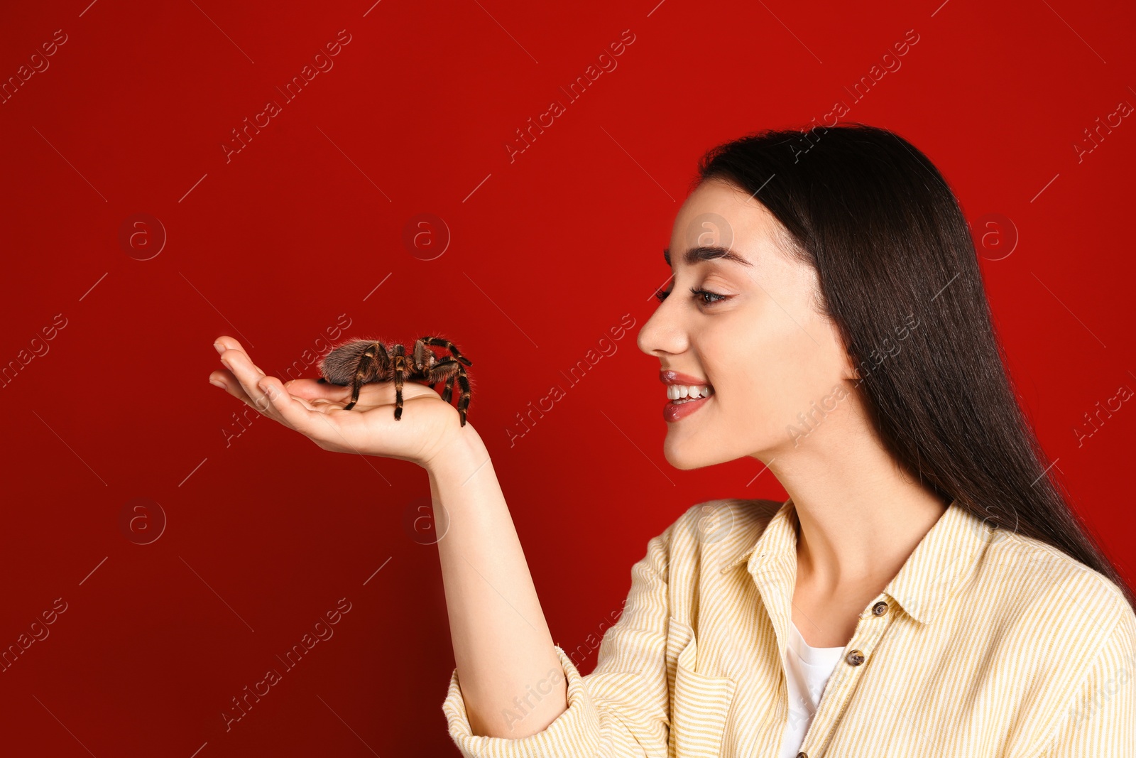 Photo of Woman holding striped knee tarantula on red background. Exotic pet