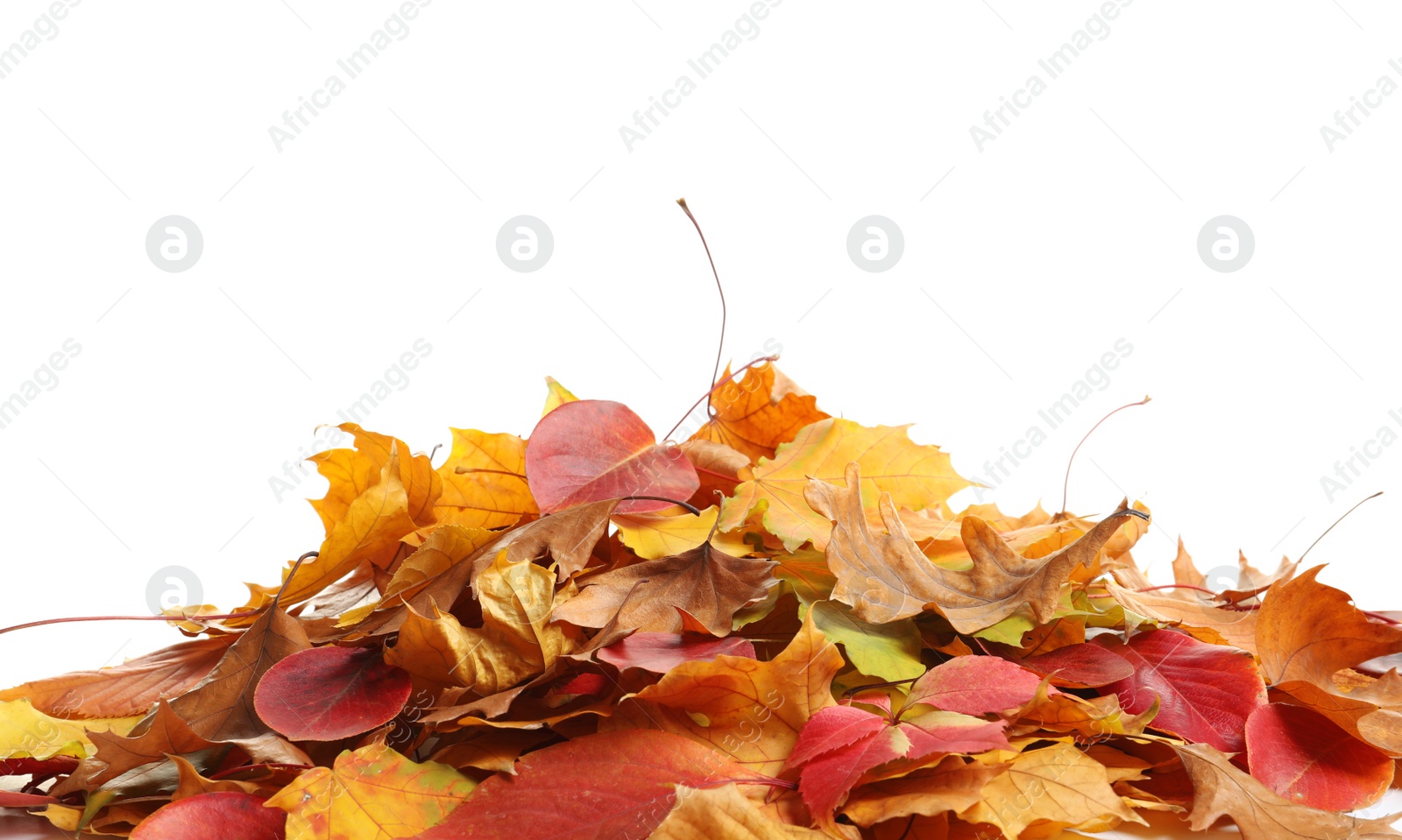 Photo of Heap of autumn leaves on white background