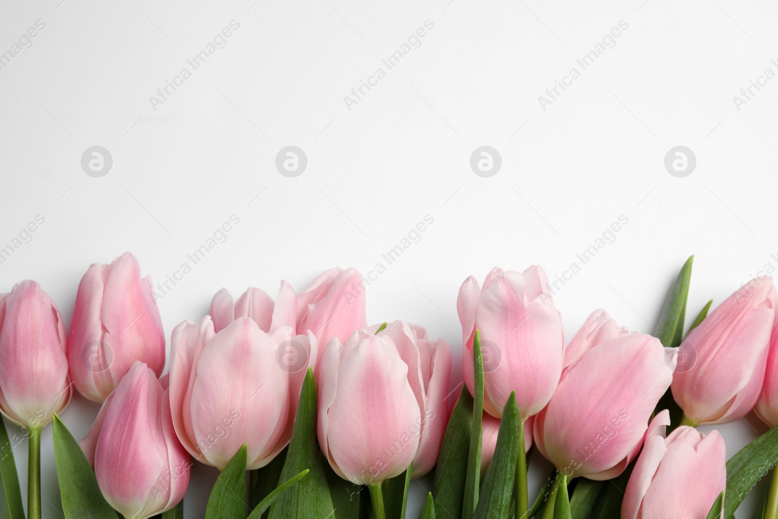 Photo of Beautiful pink spring tulips on white background, top view