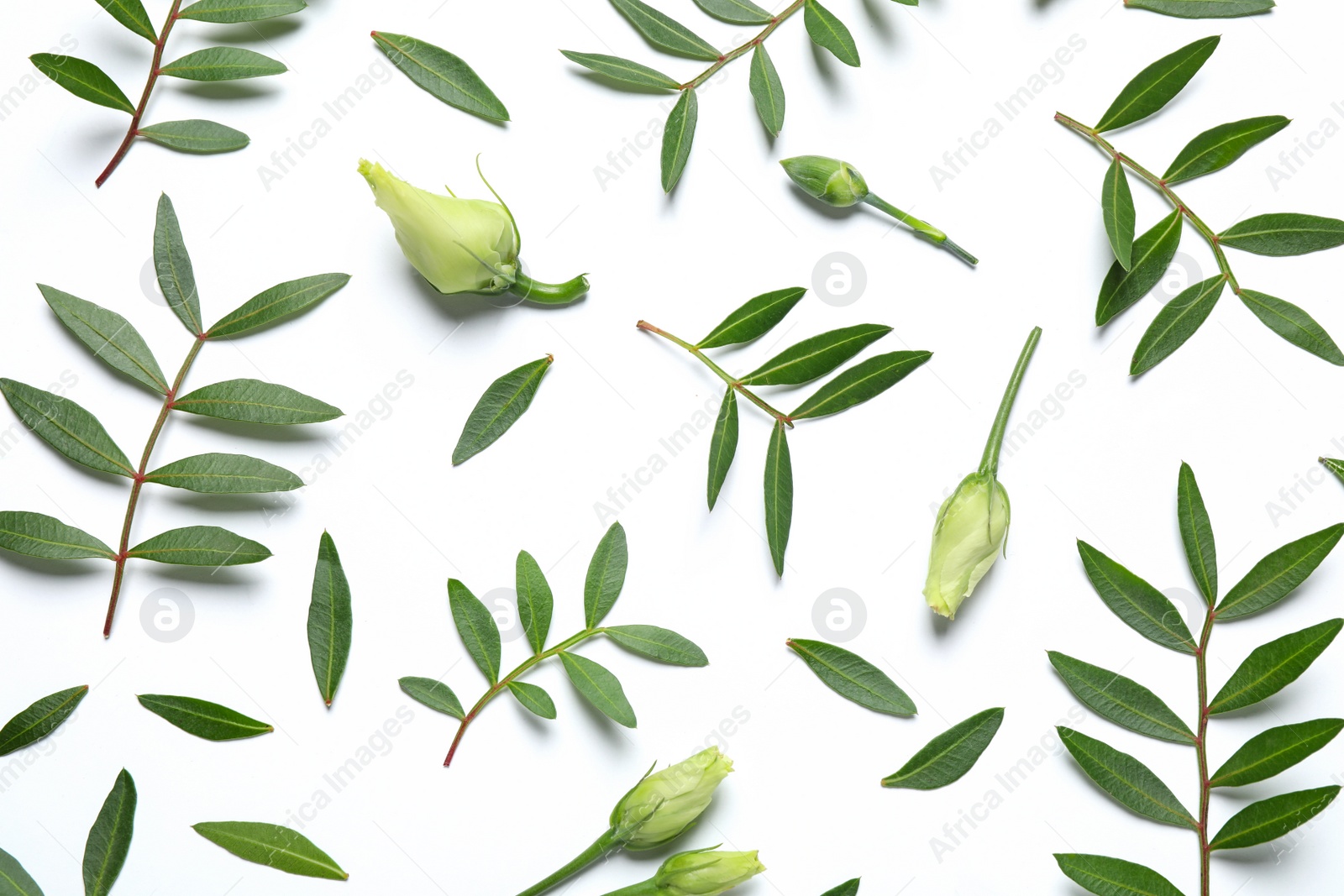 Photo of Layout with flower buds and green branches on white background, top view. Floral card design