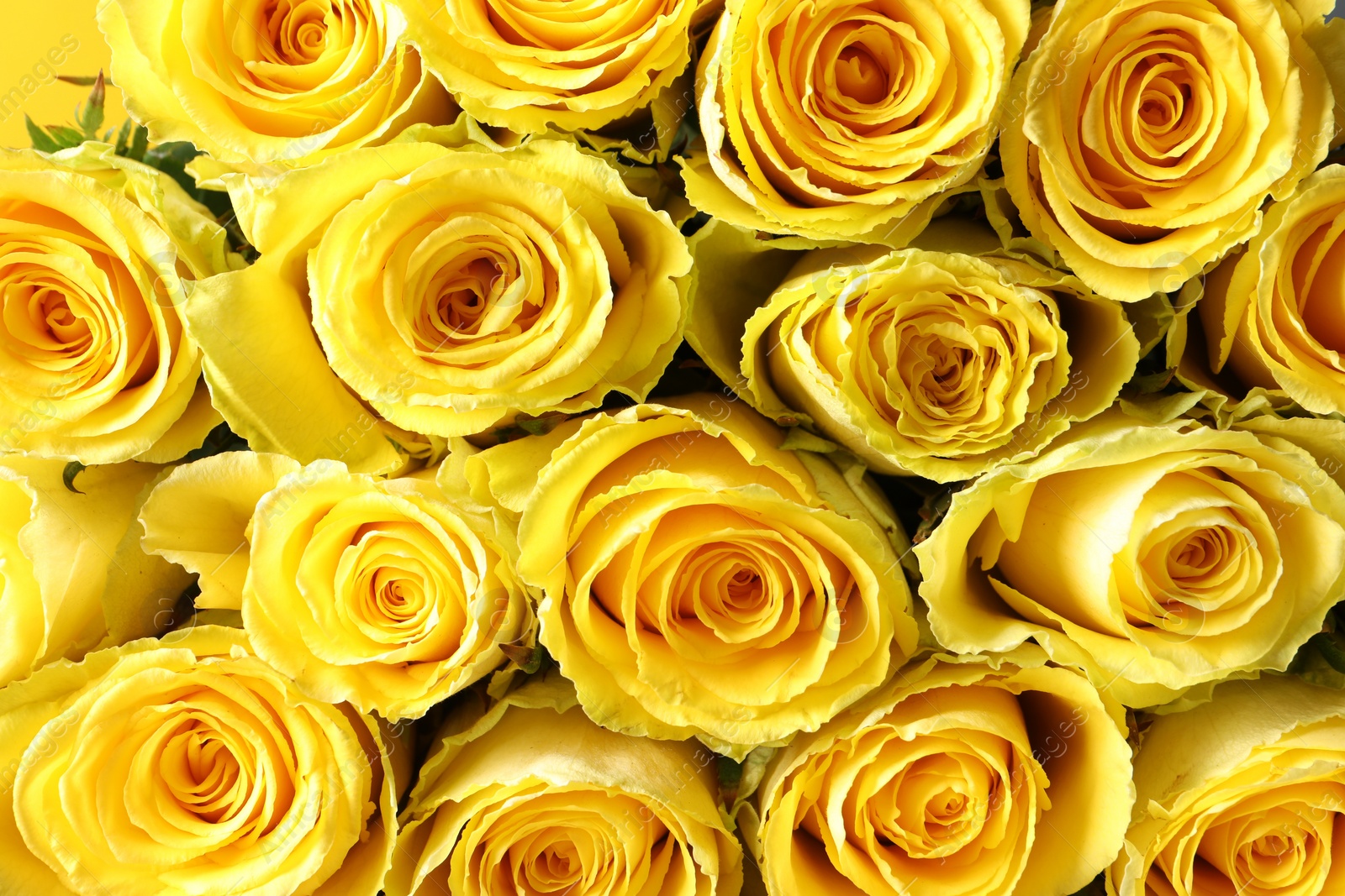 Photo of Beautiful bouquet of yellow roses as background, top view