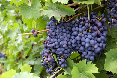 Photo of Ripe juicy grapes on branch growing in vineyard, space for text