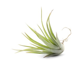 Beautiful tillandsia isolated on white. Exotic houseplant