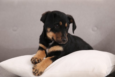 Photo of Cute little black puppy on sofa indoors