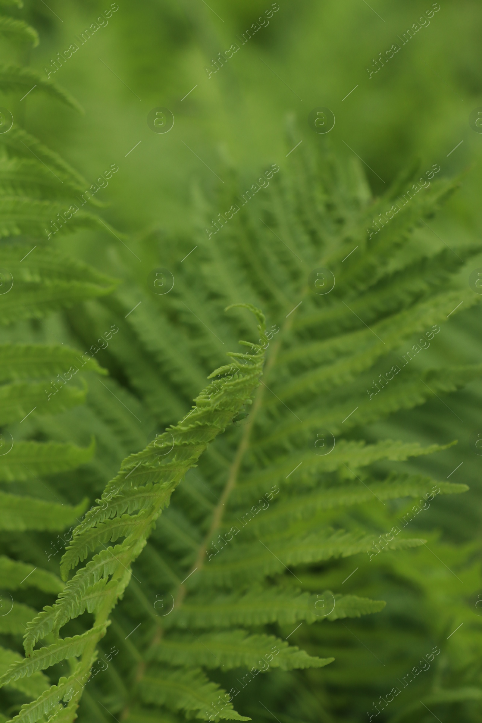 Photo of Beautiful fern with lush green leaves growing outdoors, closeup