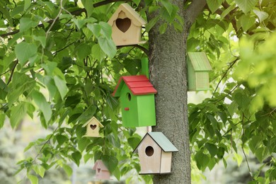 Photo of Different colorful bird houses on tree outdoors