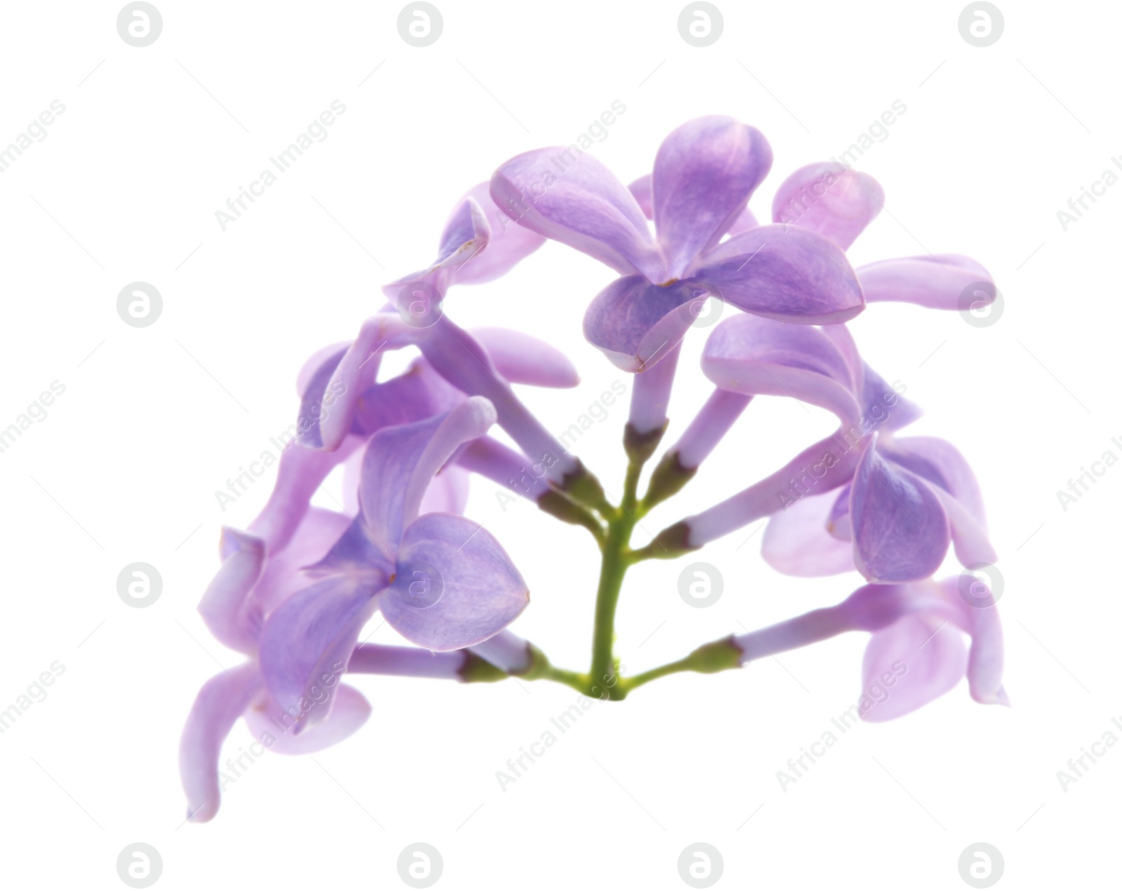 Photo of Branch with lilac flowers on white background