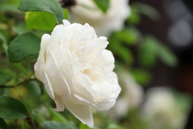 Photo of Beautiful white rose growing in garden, closeup