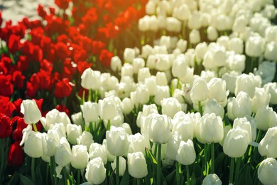 Photo of Beautiful blossoming tulips outdoors on sunny day
