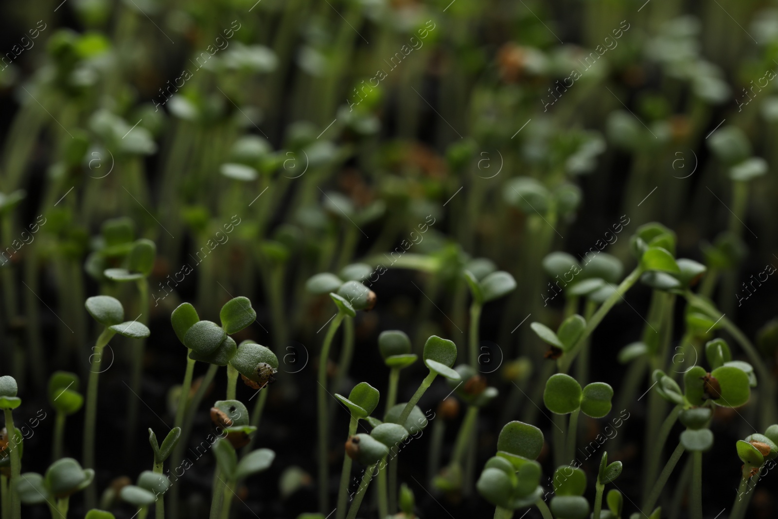 Photo of Young arugula sprouts growing in soil, closeup view