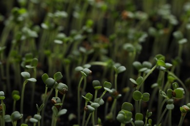 Photo of Young arugula sprouts growing in soil, closeup view