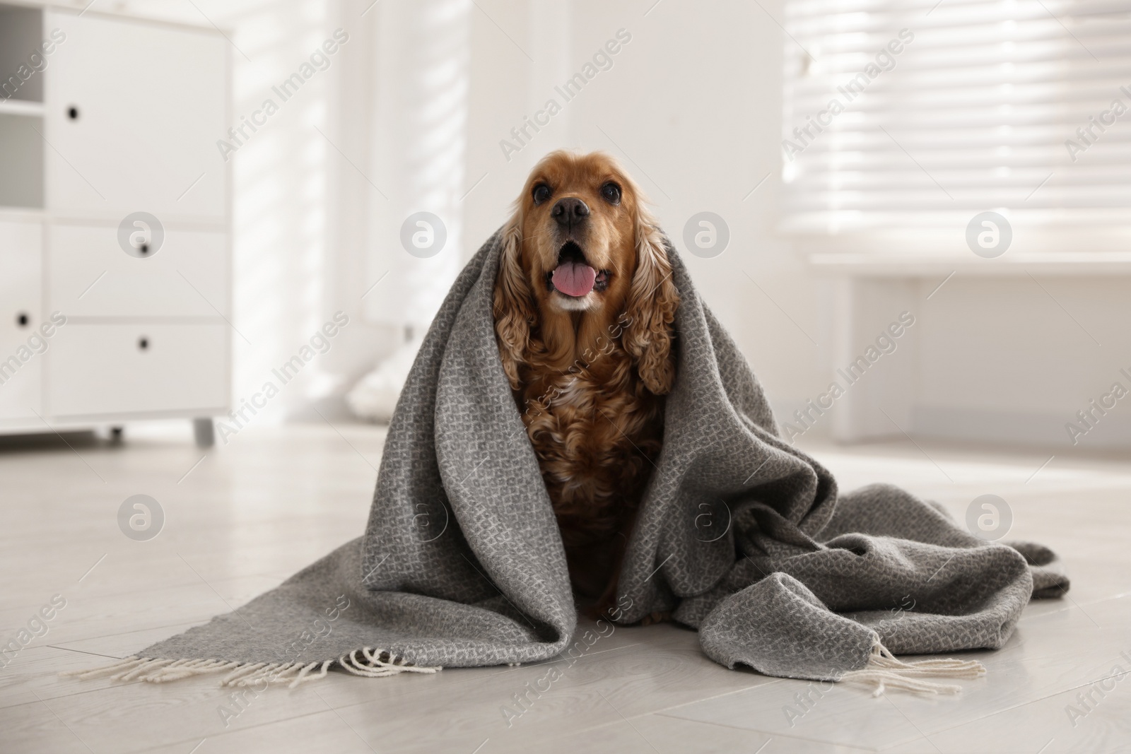 Photo of Cute English cocker spaniel dog with grey plaid on floor at home