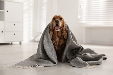 Cute English cocker spaniel dog with grey plaid on floor at home