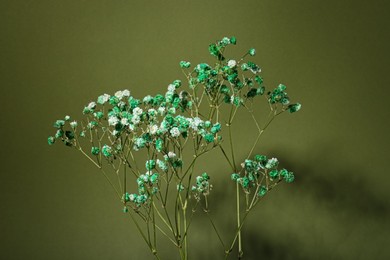 Photo of Beautiful gypsophila flowers on green background, closeup