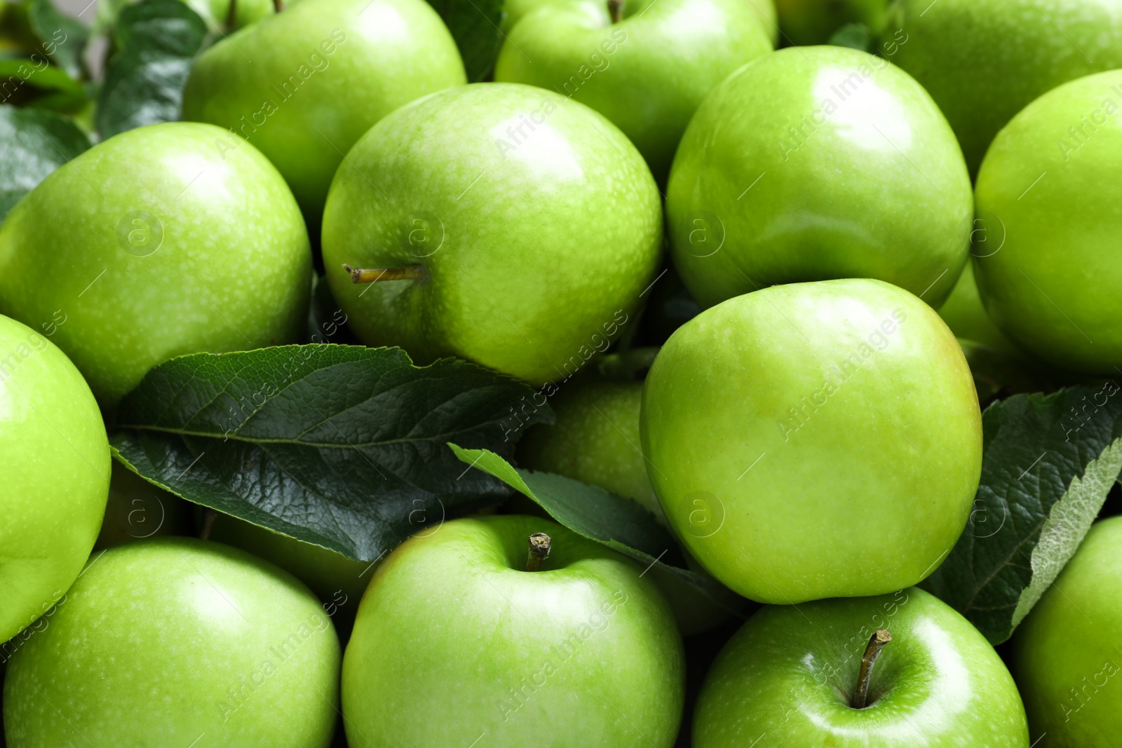 Photo of Pile of tasty green apples with leaves as background, closeup