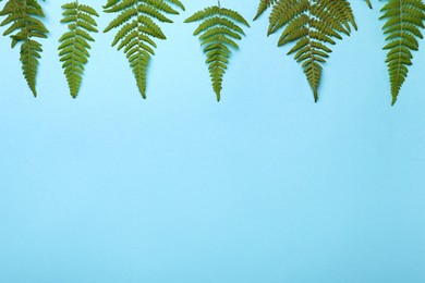 Photo of Beautiful tropical fern leaves on light blue background, flat lay. Space for text