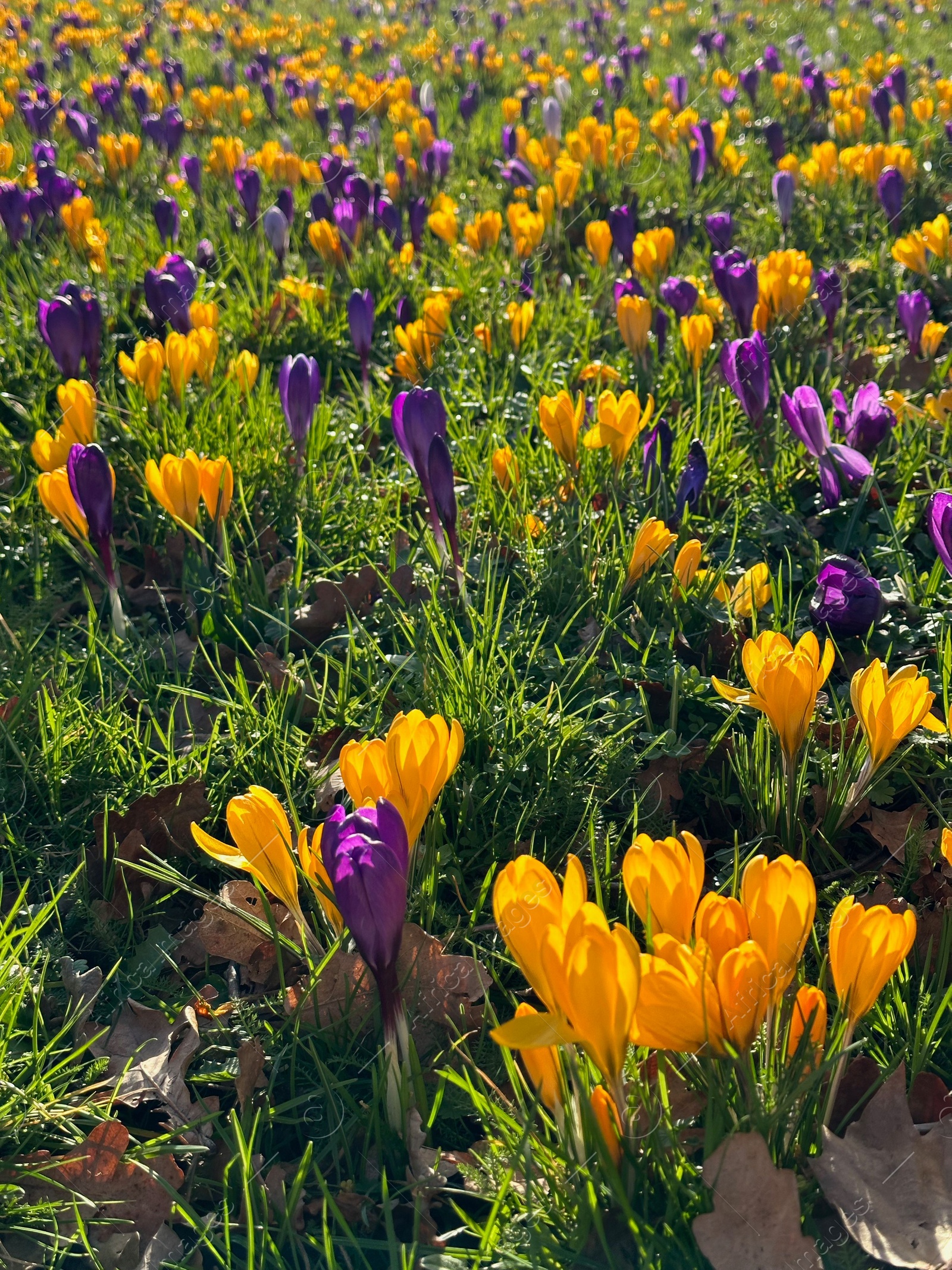 Photo of Beautiful yellow and purple crocus flowers growing in grass near autumn leaves on sunny day