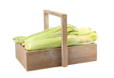 Photo of Ripe raw corn cobs in wooden basket isolated on white