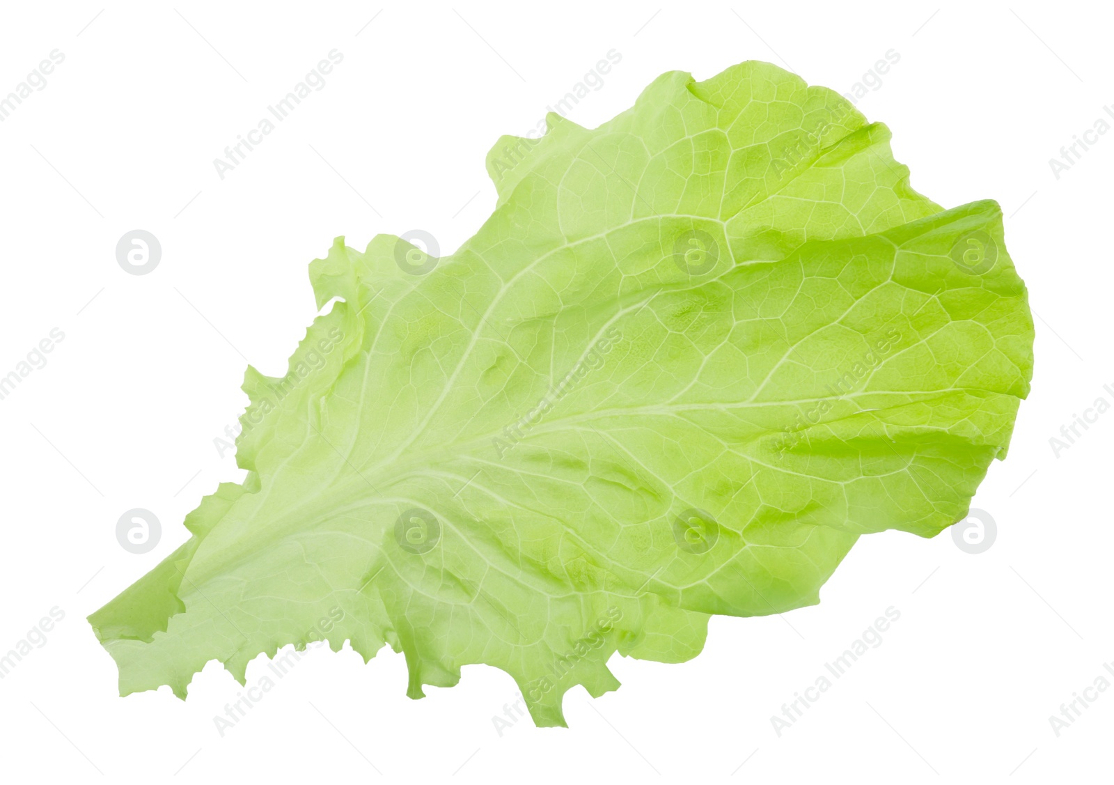 Photo of One fresh lettuce leaf isolated on white. Burger ingredient