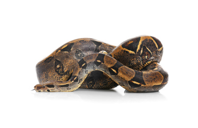 Brown boa constrictor on white background. Exotic snake