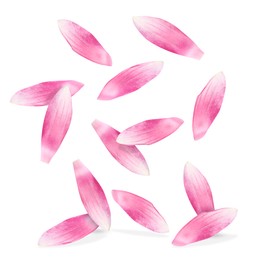 Image of Pink lotus flower petals falling on white background