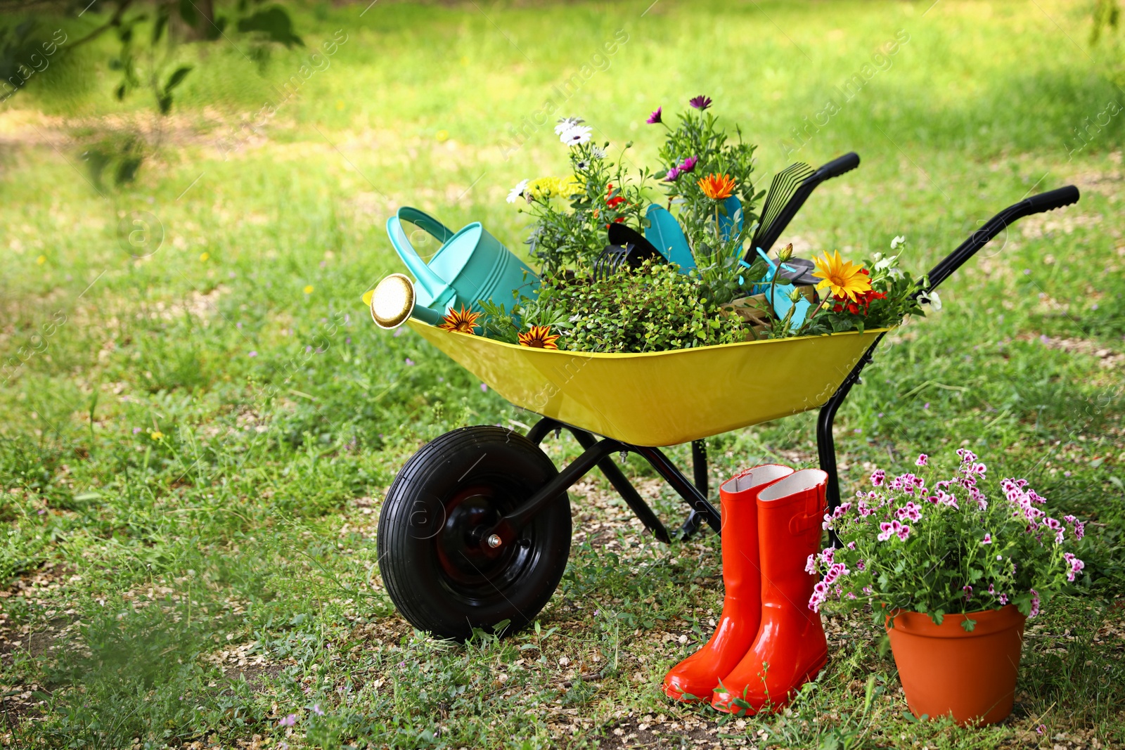 Photo of Wheelbarrow with gardening tools and flowers on grass outside. Space for text