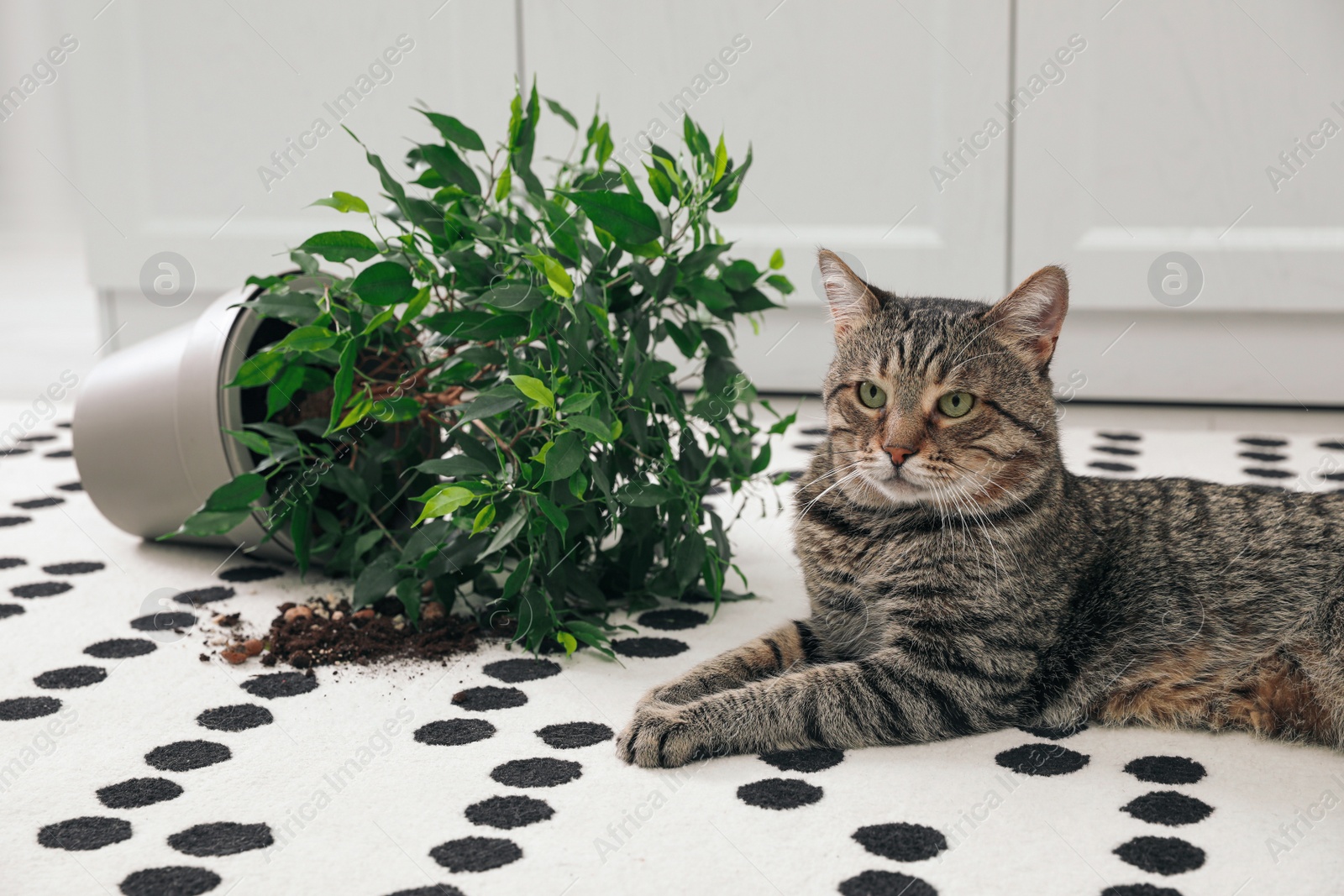 Photo of Mischievous cat near overturned houseplant on carpet indoors