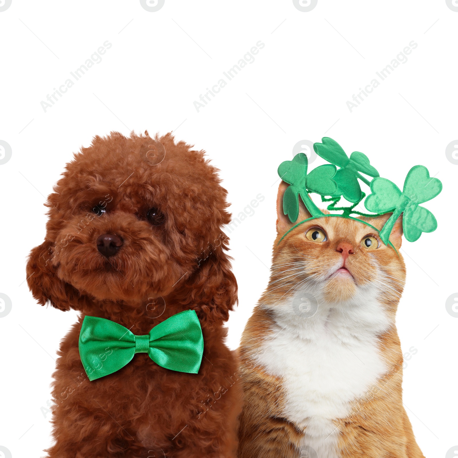 Image of St. Patrick's day celebration. Cute dog with green bow tie and cat wearing headband with clover leaves isolated on white