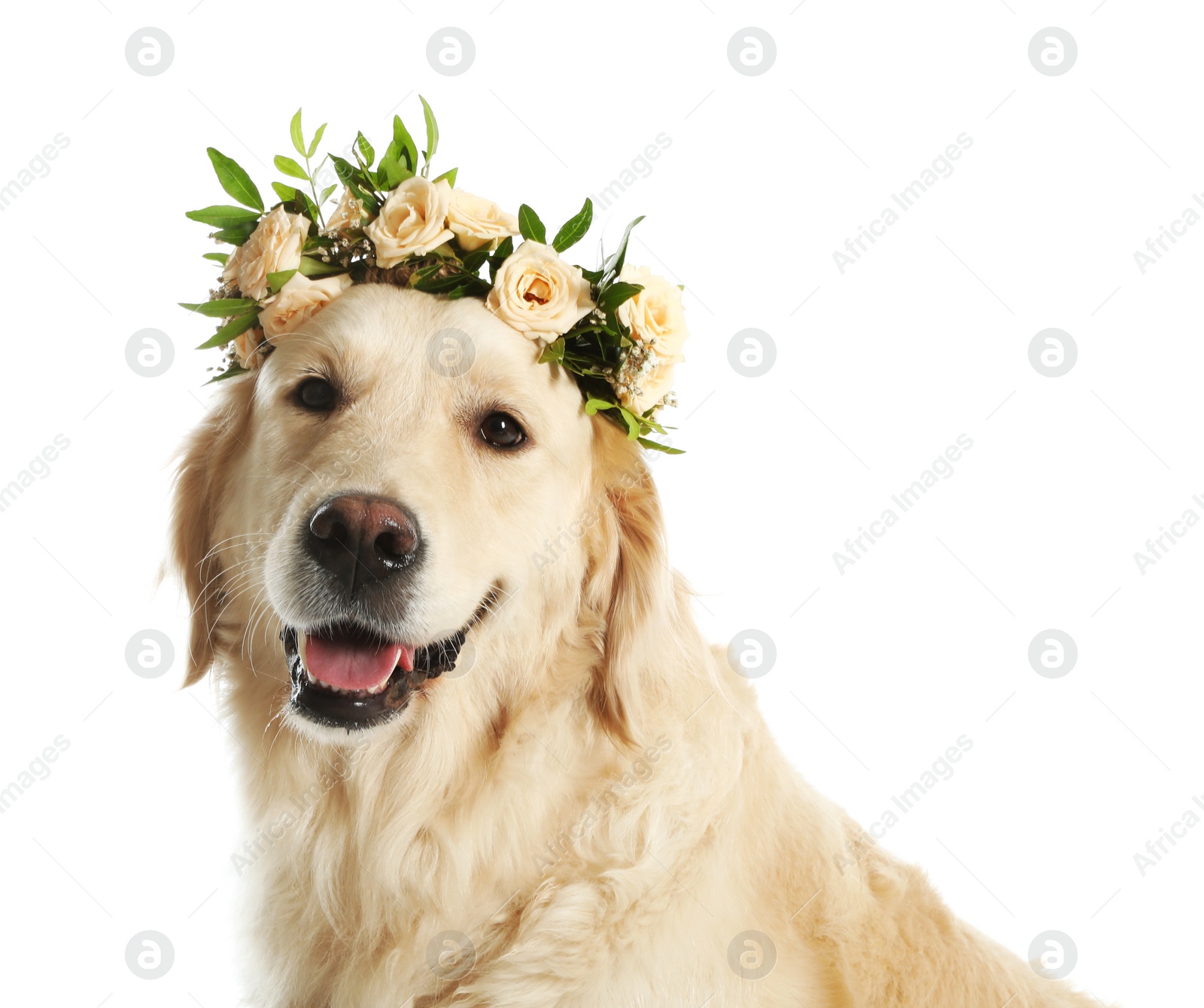 Photo of Adorable golden Retriever wearing wreath made of beautiful flowers on white background