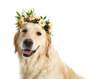 Photo of Adorable golden Retriever wearing wreath made of beautiful flowers on white background