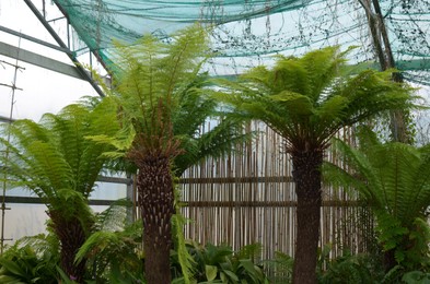 Photo of Beautiful tree ferns and other plants growing in greenhouse