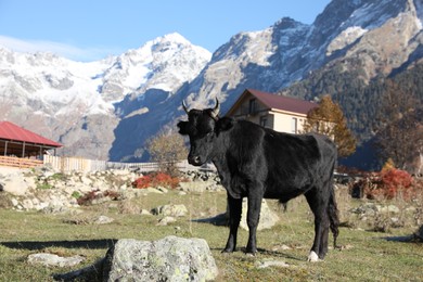 Photo of Beautiful view of cow in mountains on sunny day