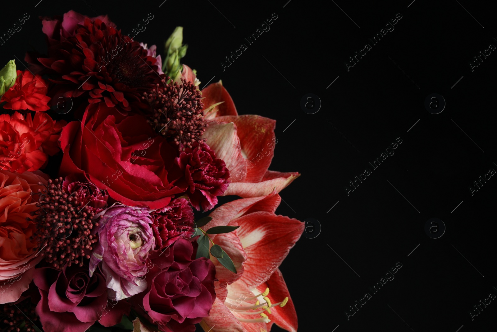 Photo of Beautiful fresh flowers on dark background, closeup with space for text