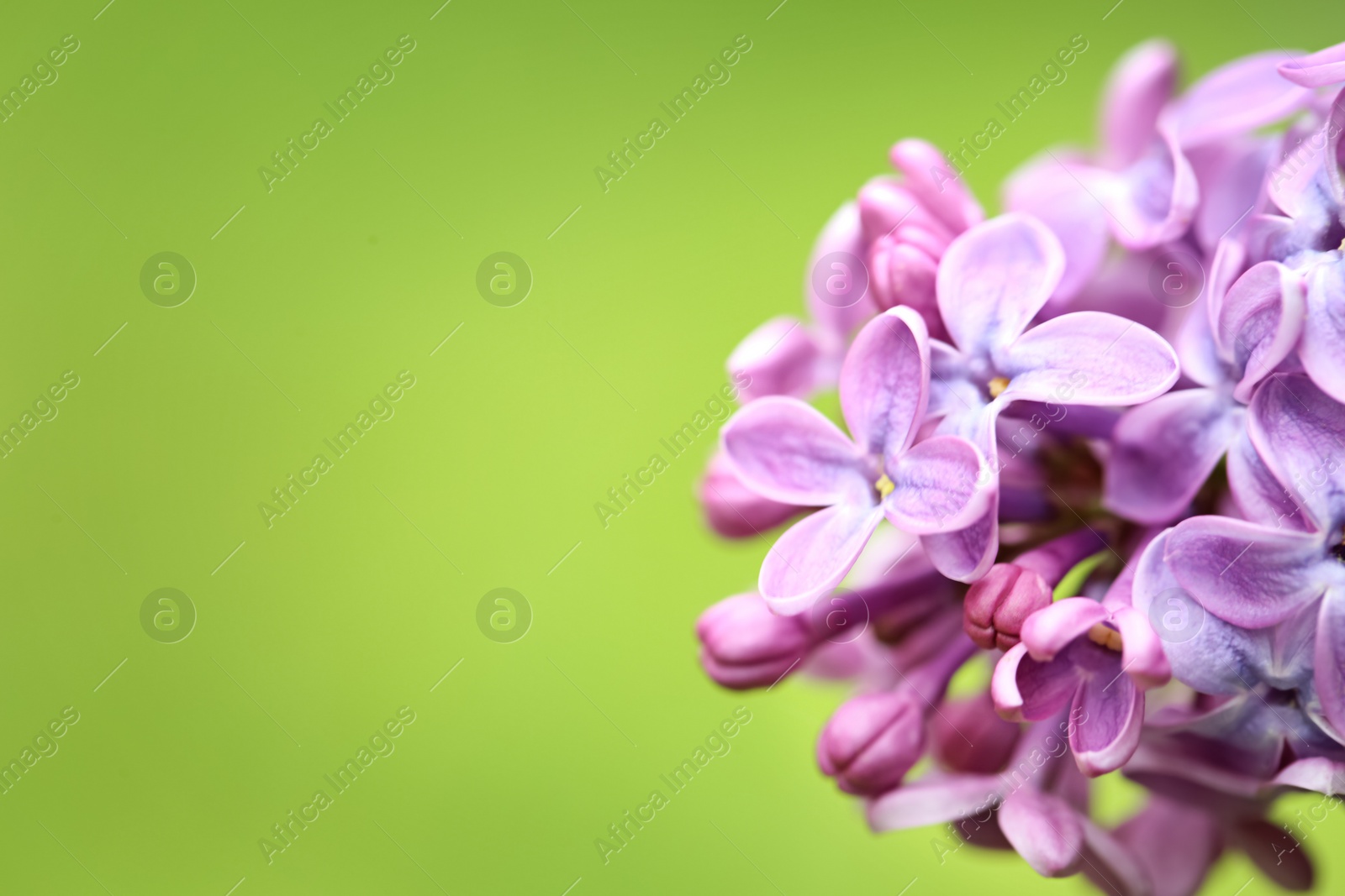 Photo of Beautiful blossoming lilac flowers on color background, closeup. Space for text