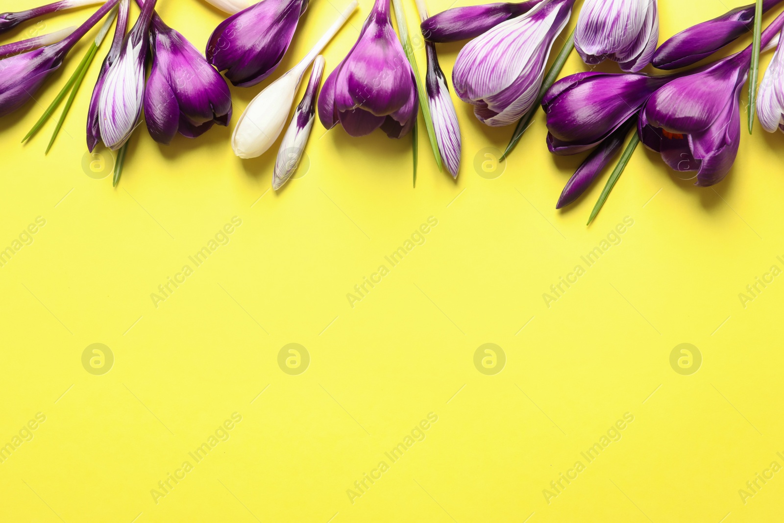 Photo of Flat lay composition with spring crocus flowers on color background, space for text