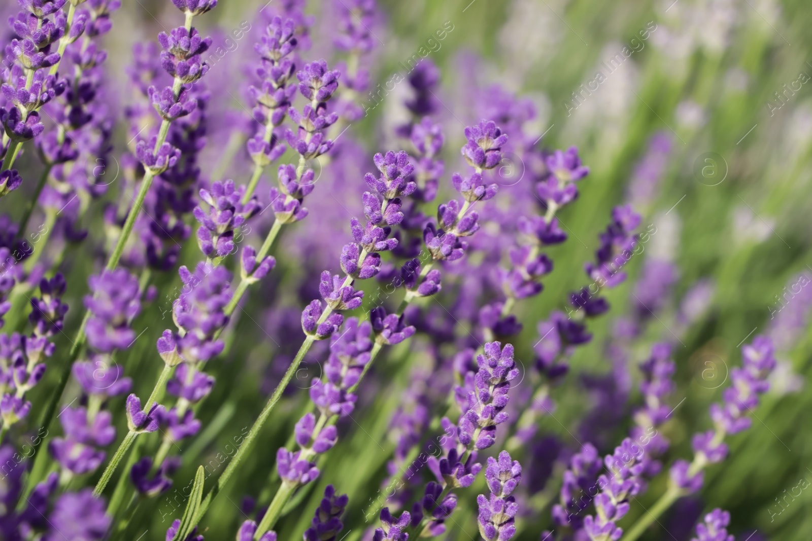 Photo of Beautiful blooming lavender plants in field on sunny day, closeup