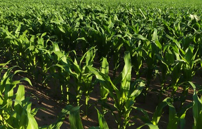 Photo of Beautiful agricultural field with green corn plants on sunny day