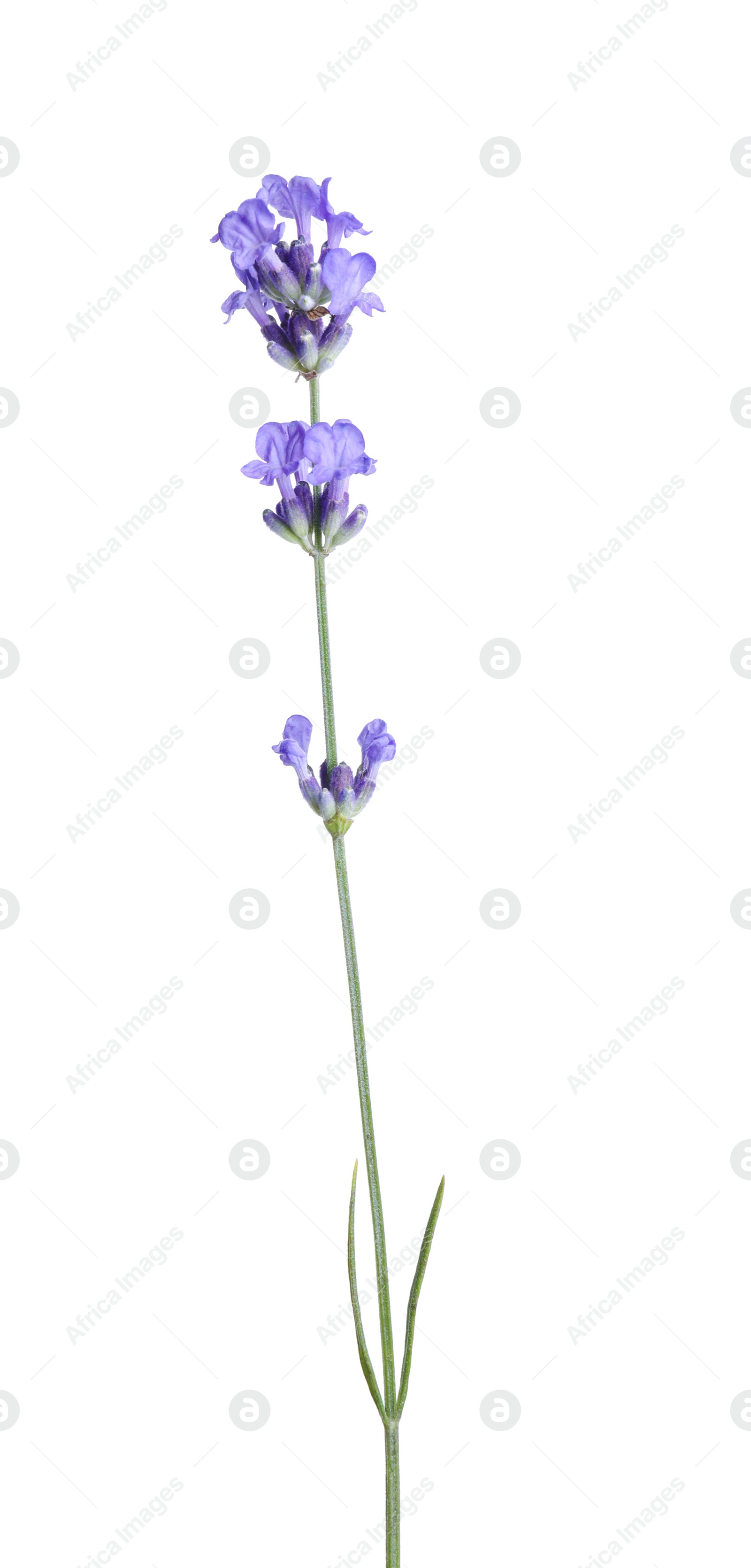 Photo of Beautiful blooming lavender flower isolated on white