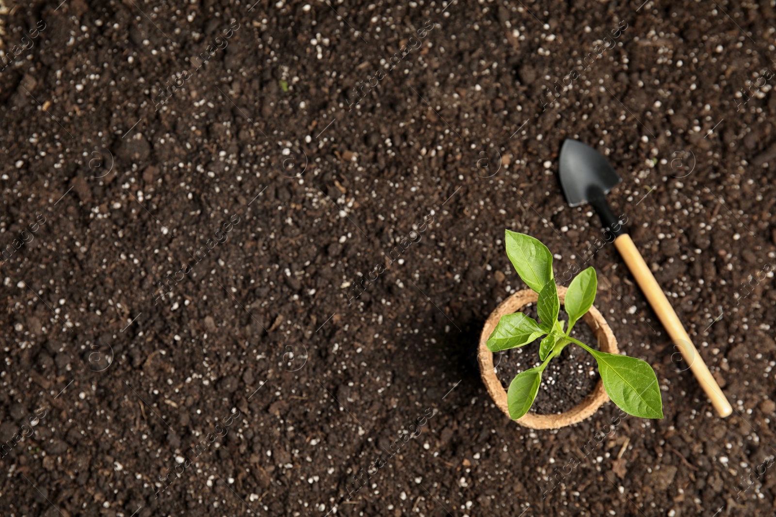 Photo of Vegetable seedling in peat pot and shovel on soil, top view. Space for text