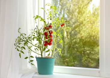 Photo of Tomato plant in bucket on window sill indoors. Space for text